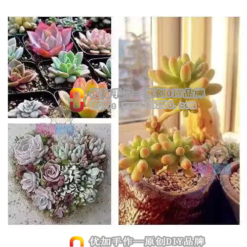 玩逸生活植物DIY，生活中的綠色小店原始圖片3