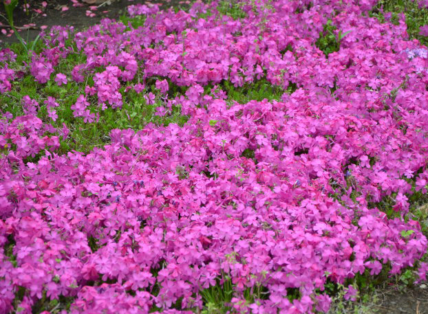 《实信》芝樱小苗批发商#芝樱苗种植基地#青州芝樱小苗批发商