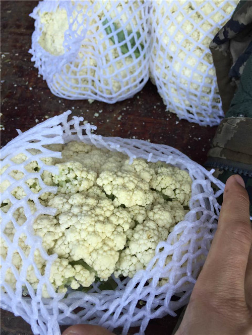 佛山蔬菜配送公司/廣州蔬菜配送/蘿崗蔬菜配送