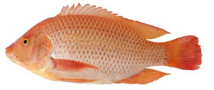 崇左紅羅非魚苗【明輝水產(chǎn)】