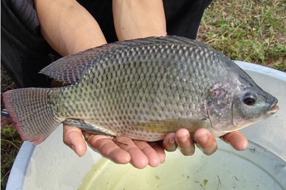 河池放生魚苗批發價格【明輝水產】