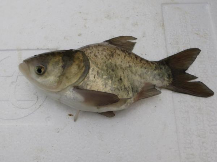 宜州羅非魚(yú)苗養(yǎng)殖【明輝水產(chǎn)】