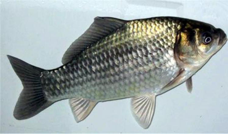 岑溪羅非魚魚苗批發(fā)【明輝水產(chǎn)】
