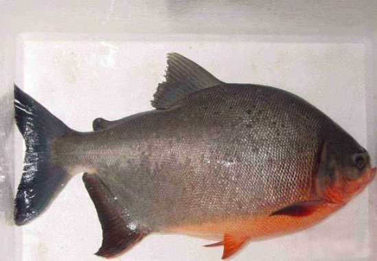 東興白鯧魚苗批發(fā)【明輝水產(chǎn)】