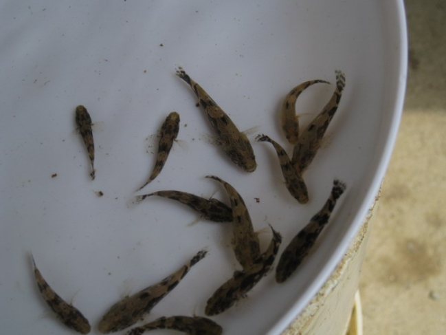 東興白鯧魚苗批發(fā)【明輝水產(chǎn)】