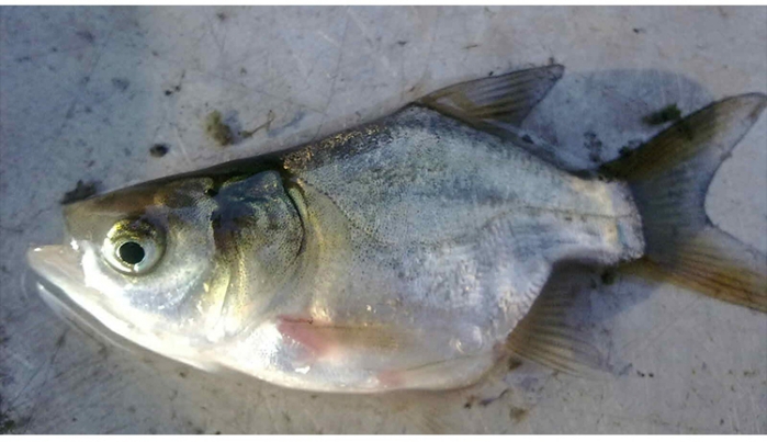 河池放生魚苗批發價格【明輝水產】