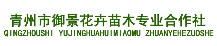 供應濰坊xjb高的花卉苗木_馬鞭草價格