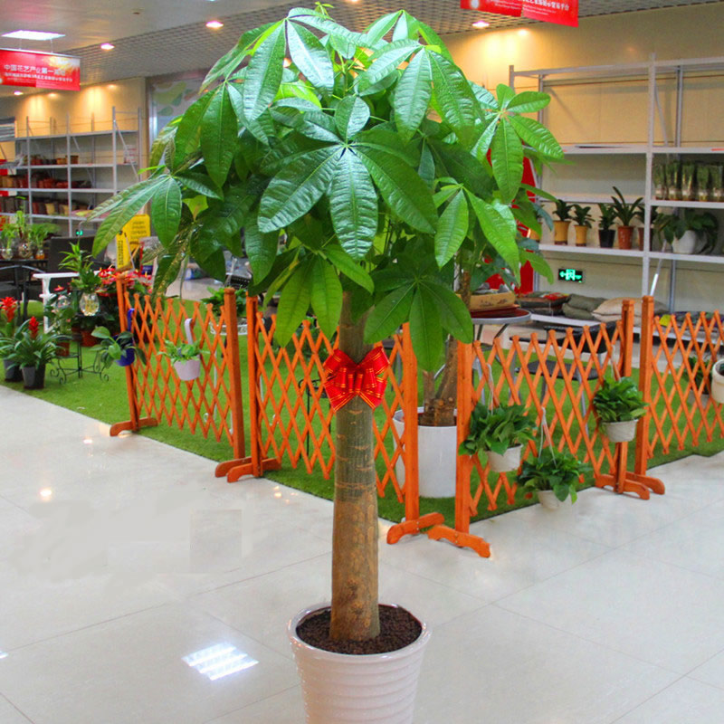 供應(yīng)西安花卉租擺西安綠植租賃