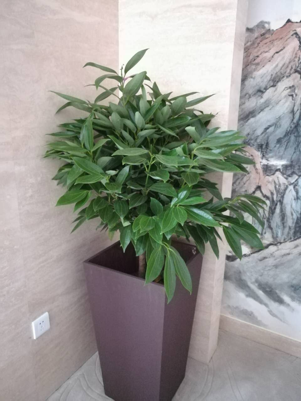 西安綠蘿綠植租賃