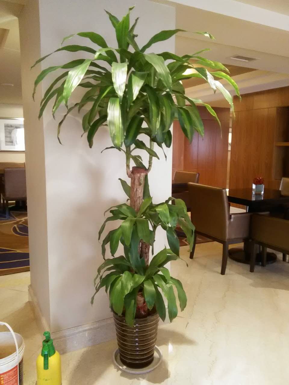 西安嘉禾苗圃綠植租擺原始圖片3