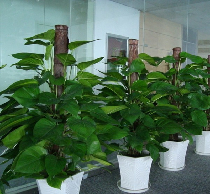 西安綠蘿綠植租賃原始圖片2