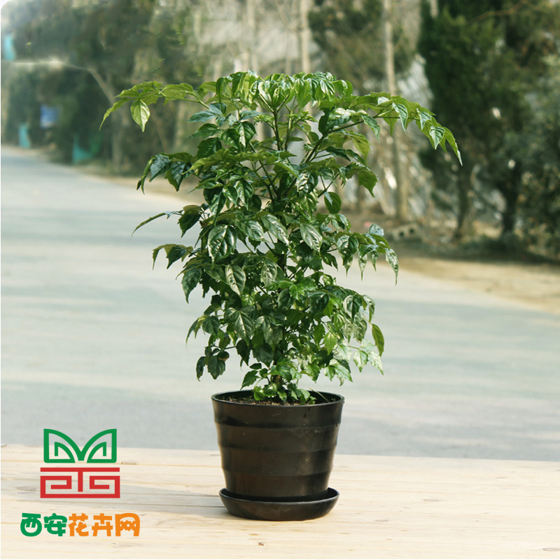西安蝴蝶蘭租擺