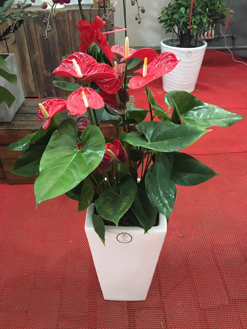 西安紅掌租擺