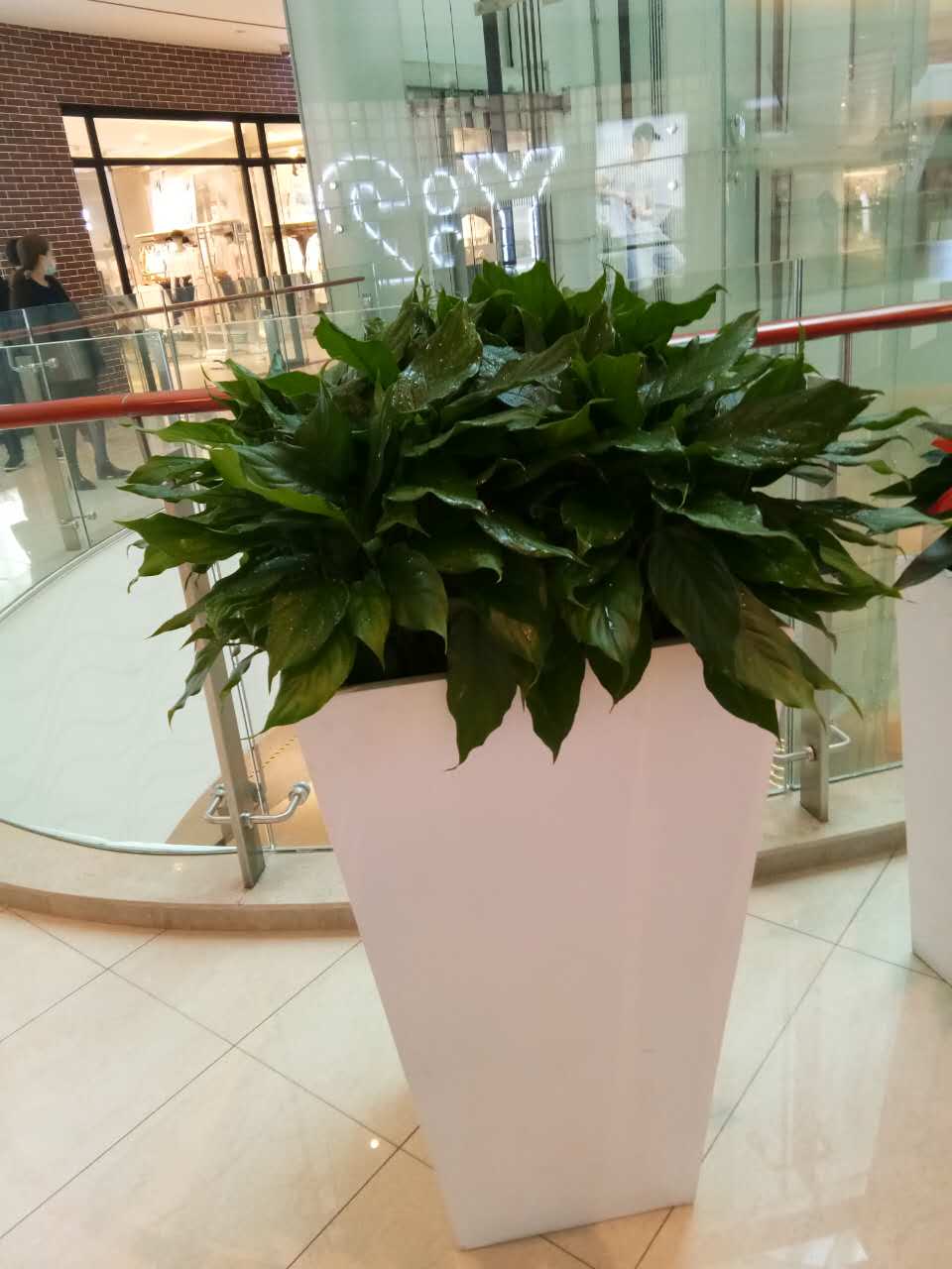 西安花卉租擺