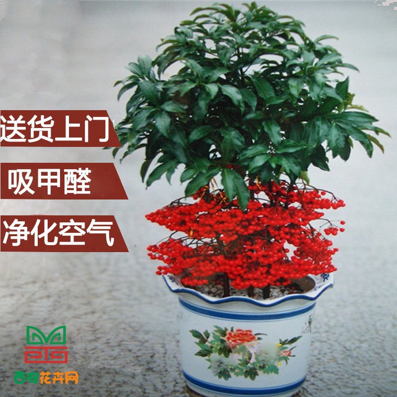 西安富貴子租擺
