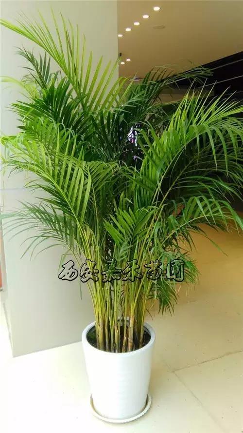 西安花卉租擺