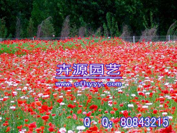 五彩石竹种子那个公司好,直销【卉源园艺】