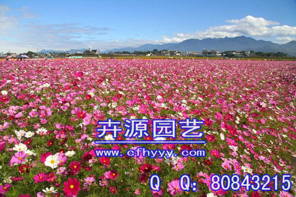 千屈菜種子公司,廠家