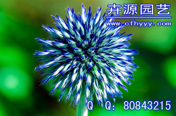 千屈菜種子公司,廠家