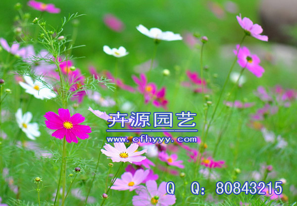 二月蘭種子怎么種,廠商【卉源園藝】