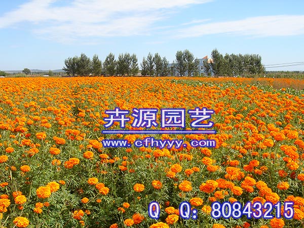 二月蘭種子怎么種,廠商【卉源園藝】