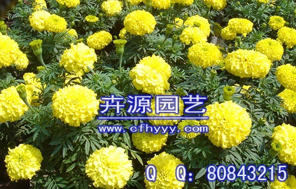 马兰花种子厂家,公司【卉源园艺】
