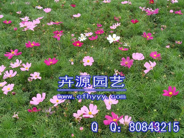 千屈菜種子生產(chǎn)廠家,怎么種植【卉源園藝】