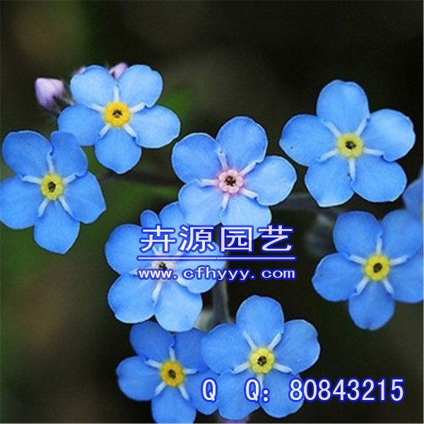 千屈菜種子生產(chǎn)廠家,怎么種植【卉源園藝】