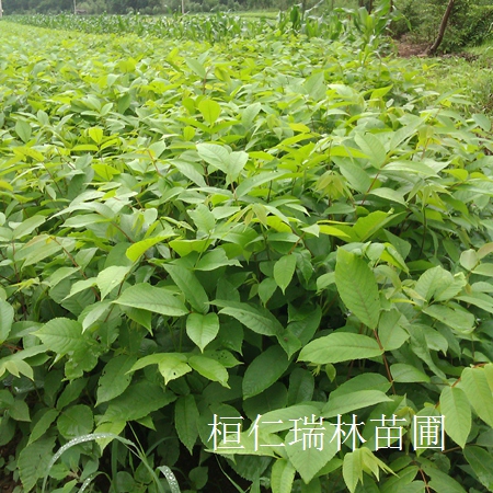 刺龍苞批發價格