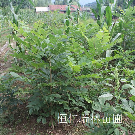 東北水曲柳苗