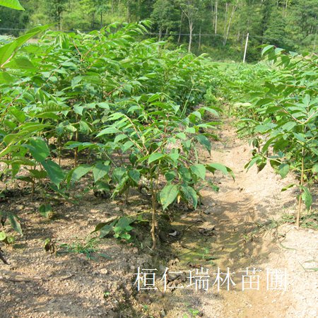 東北水曲柳苗