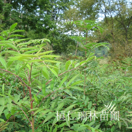 冰葡萄苗采購