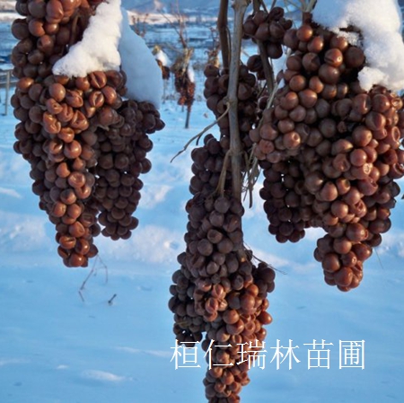 遼寧水曲柳小苗