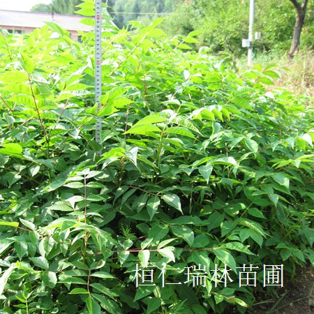 九角楓小苗圖片