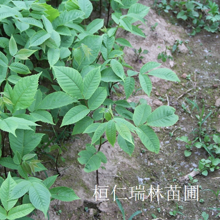 遼寧花楸小苗報(bào)價(jià)