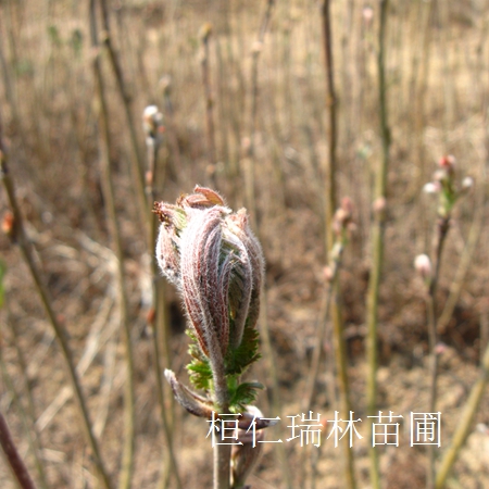 遼寧冰葡萄苗價(jià)格行情