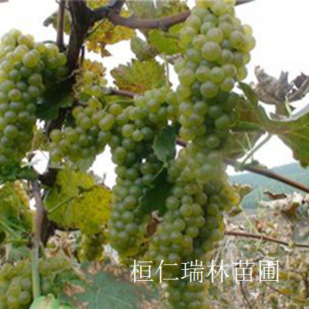 遼寧冰葡萄苗價(jià)格行情