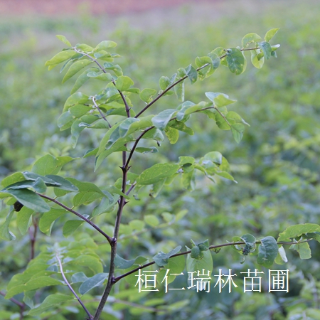 遼寧冰葡萄苗價(jià)格行情