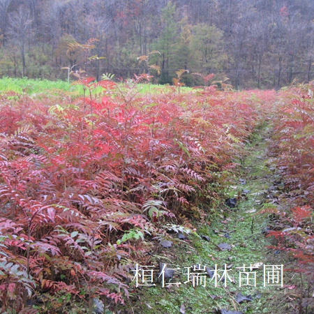 辽宁花楸小苗价格