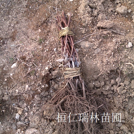 威代尔冰葡萄苗采购