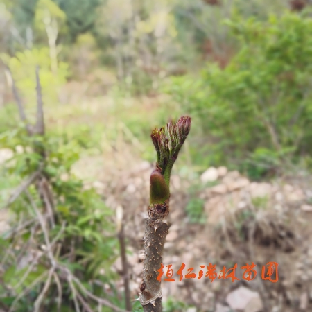 刺龙芽苗报价