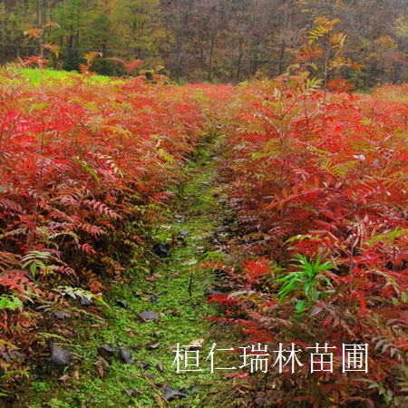 遼寧花楸價(jià)格