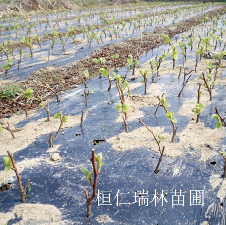遼寧花楸價(jià)格