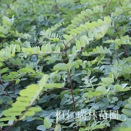 遼寧水曲柳小苗苗圃基地