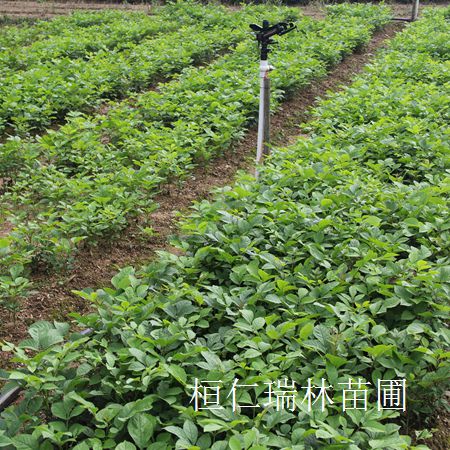 遼寧水曲柳小苗苗圃基地
