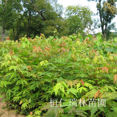 遼寧水曲柳小苗苗圃基地