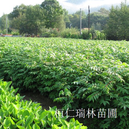 黃柏苗報價