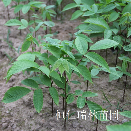 刺老鴇苗報價