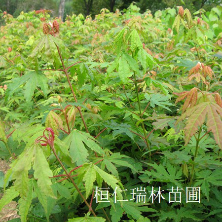 黃檗小苗價(jià)格行情