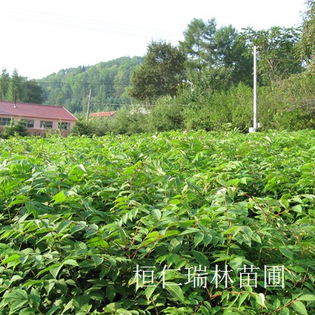 黃檗小苗價(jià)格行情